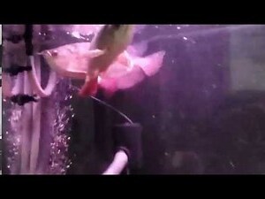 龍魚 混養